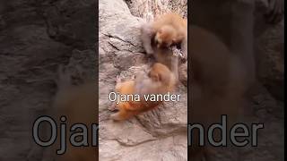 Funny dubbing monkey bacha na re funny dubbing [upl. by Lyle]