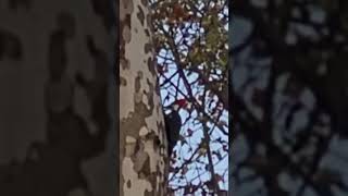 Pileated Woodpecker pecking Sycamore shorts birds [upl. by Kirimia]