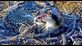 Hellgates 2 chicks up close while Iris sings The Fish Song 2024 07 16 22 45 52 667 [upl. by Steffane]