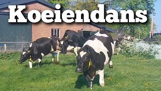 Koeiendans 2024 eindelijk is het zover  Boer Gerrit vlogt [upl. by Akimert]