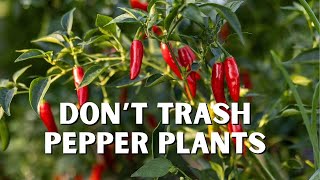 How to Make Your Pepper Plants Last for YEARS [upl. by Soinski657]