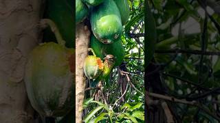 Small green barbet or Whitecheeked barbet♥️ wildlifenaturefrugivorousbirds [upl. by Remmus128]