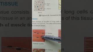 MUSCLE TISSUES Animal Tissues Class 9 [upl. by Navarro]