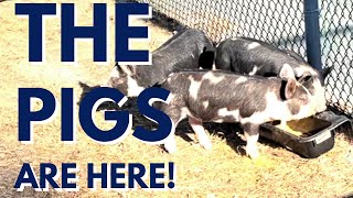 Why We Got IDAHO PASTURE PIGS Our Homestead Pigs Have Arrived  Morning Glori Farmette [upl. by Cis519]