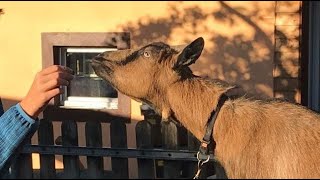 Des animaux au chevet des enfants quotL’Arche d’Evelynequot [upl. by Battista877]