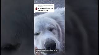 Great Pyrenees VS Bear who do you think would win [upl. by Wivinah]