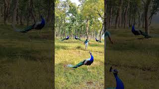 The Dance of the Peacock Natures Most Elegant Performance peacock wildlife shorts vtrwildtv [upl. by Amitaf]