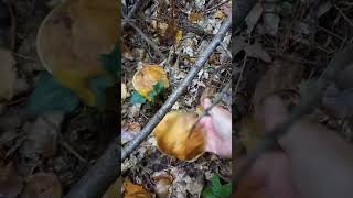 Prstenjak Suillus grevillei u Vidovcu [upl. by Gibby186]