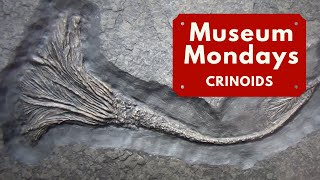 Crinoid Fossils  Museum Mondays [upl. by Gnes]