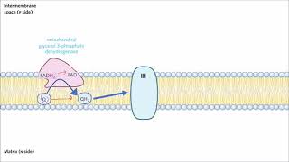 Glycerol 3Phosphate Shuttle [upl. by Adnara334]