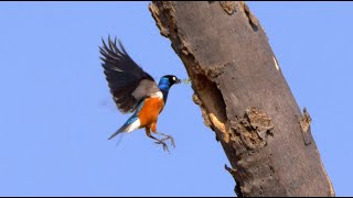 Superb Starling 2023 [upl. by Eeldivad]