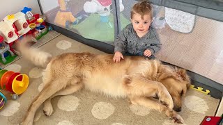 Adorable Baby Boy Loves His Golden Retriever Buddy Cutest Ever [upl. by Dao457]