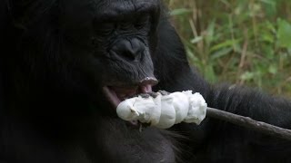 Bonobo builds a fire and toasts marshmallows  Monkey Planet Preview  BBC One [upl. by Conrad]