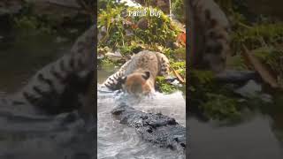 NGERII NIHKUCING HUTAN BERANI SEKALI TANGKAP IKAN DEPAN PREDATOR animals crocodile [upl. by Atirehc]