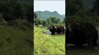 Epic Showdown Lion Ambushes Buffalo in Water  What Happens Next Will Shock You [upl. by Leyameg]