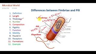 Differences between Bacterial Pili and Fimbriae [upl. by Akeenahs]