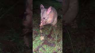 possums australianwildlife australia camping [upl. by Marylee]