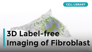 3D Labelfree imaging of Fibroblast [upl. by Merrile]