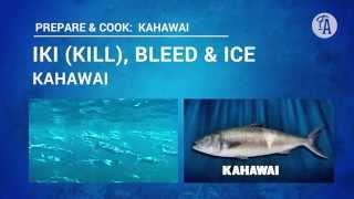 How to iki kill bleed and ice down a kahawai [upl. by Fairley]