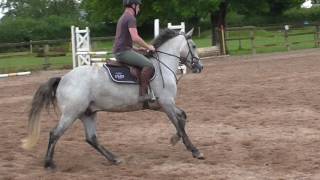 148 Full Connemara Pony For Sale [upl. by Mort]