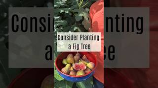 Consider Planting a Fig Tree gardening figtree [upl. by Sualocin]