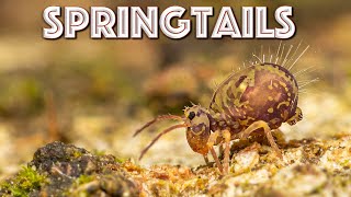 Springtails are INCREDIBLE What are they amp why are they important [upl. by Nyladnar]