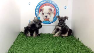 venta de perros cachorros Schnauzer Sal y Pimienta Macho y Hembra Cachorros y mas cachorroscom [upl. by Nalyr688]