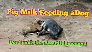 A pig milk feeding to a puppy dog Lovely animal milk feeding moment [upl. by Akkahs]