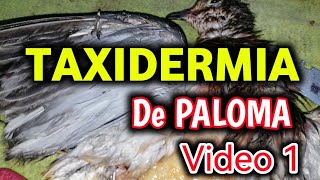 TAXIDERMIA DE PALOMA HUILOTA Mourning dove TAXIDERMY procces [upl. by Lauber]