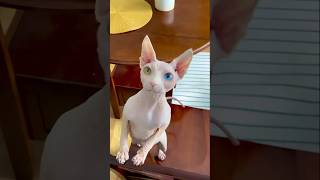 These hairless animals will creep you out 😱 animals facts scary [upl. by Ramled]