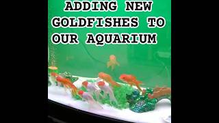 ADDING NEW GOLDFISHES TO OUR AQUARIUMgoldfishworldgoldfishtankviralvideoviralshortaquarium [upl. by Pelagias]