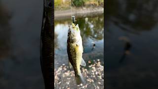 Fall bass fishing at the Des Plaines River [upl. by Harihat]