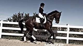 Engaging the Hindquarters in Dressage [upl. by Almallah395]