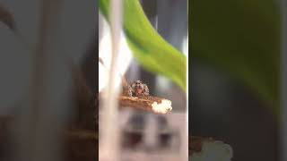 Trinkets Nature Show jumpingspider animalfacts fyp bugsoftiktok [upl. by Kalila736]