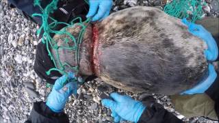 Seal rescue sparks marine litter appeal [upl. by Jackie]