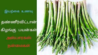 தண்ணீர்விட்டான் கிழங்கு பயன்கள்  அஸ்பாரகஸ் நன்மைகள்  asparagus benefits in tamil  இயற்கை உணவு [upl. by Eilsel]