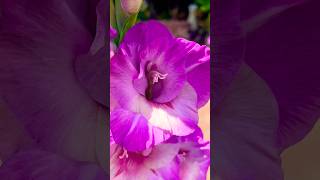 Gorgeous Gladioli In Bloom prettyflowers petals blooms [upl. by Sparky]