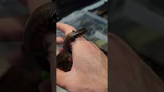 beautiful captive bred African fire skink lizard reptilebreeder [upl. by Suryt]