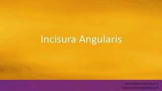 Pronunciation of the words quotIncisura Angularisquot [upl. by Ceevah]