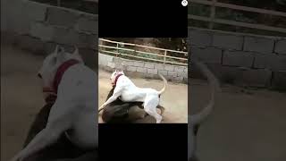 Cane corso vs Dogo Argentino Dogs behavior and body language dog ytshorts shorts trending [upl. by Walrath211]