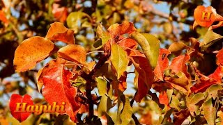 Աշնան Մեղեդի 🍂🎶🍁 Ashnan Mexedi [upl. by Adoh]