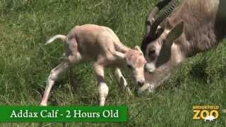 Addax Calf Born at Brookfield Zoo [upl. by Rovelli]