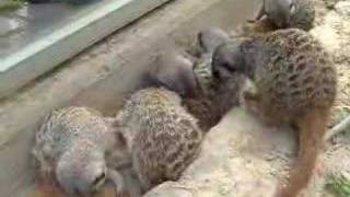 meerkats grooming [upl. by Nevaeh]