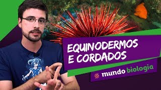 🐍 Zoologia 56 Equinodermos e Cordados  Biologia  ENEM [upl. by Hoshi258]