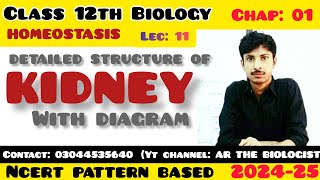 Detailed structure of kidney With Diagram Conceptually explained Homeostasis XII Zoology [upl. by Elocel]