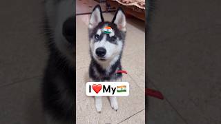 My Dogs on 15 August 🇮🇳 shorts dog trendingsongs 15august [upl. by Radbun123]