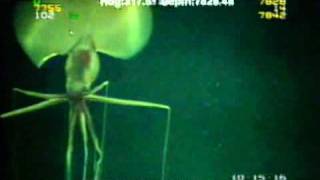 Magnapinna Squid Filmed at Drilling Site [upl. by Vaientina825]