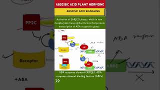 ABA Signaling Pathway in Plants 🔥 Shorts [upl. by Neile]