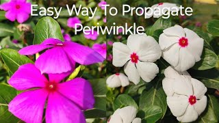 Easy Way To Grow PeriwinkleSadabahar From Cuttings in Soil And Water😱 ll Periwinkle Propagation ll [upl. by Eldridge976]