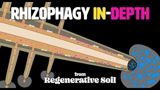 The Rhizophagy Cycle INDEPTH  Regenerative Soil with Matt Powers Course Excerpt [upl. by Oicam115]